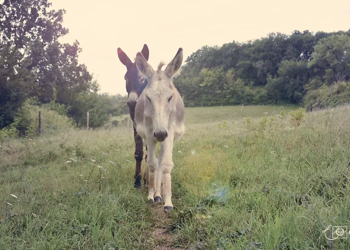 A Clairefontaine オーシュ