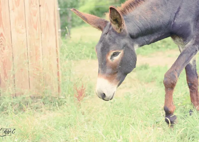 A Clairefontaine ゲストハウス 3*